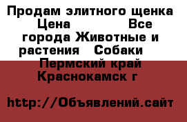 Продам элитного щенка › Цена ­ 30 000 - Все города Животные и растения » Собаки   . Пермский край,Краснокамск г.